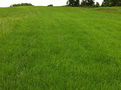 rye-grass-festuca-heno-prado-forraje-caballos
