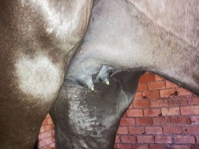 ubres yegua a punto de parir