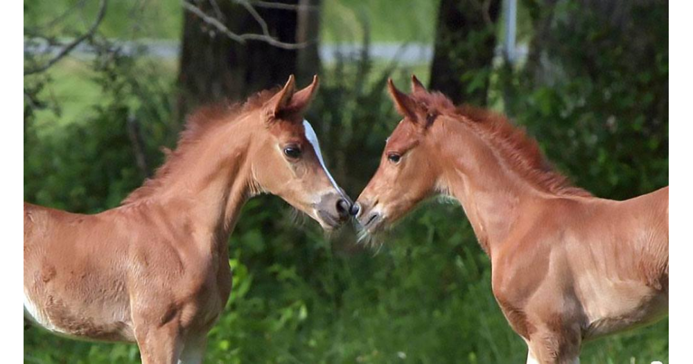 Lo mejor para los potros