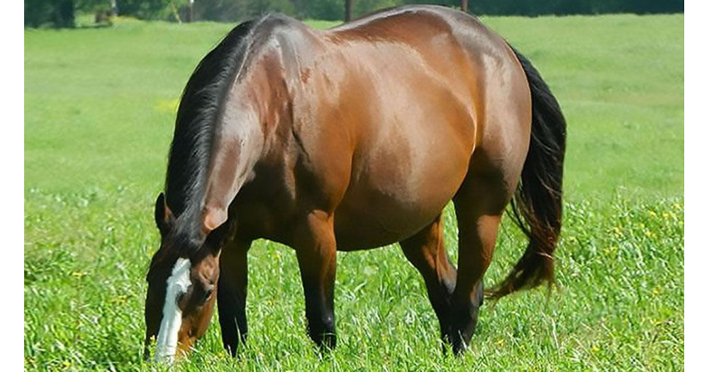 Algunas señales que indican que tu yegua está a punto de parir