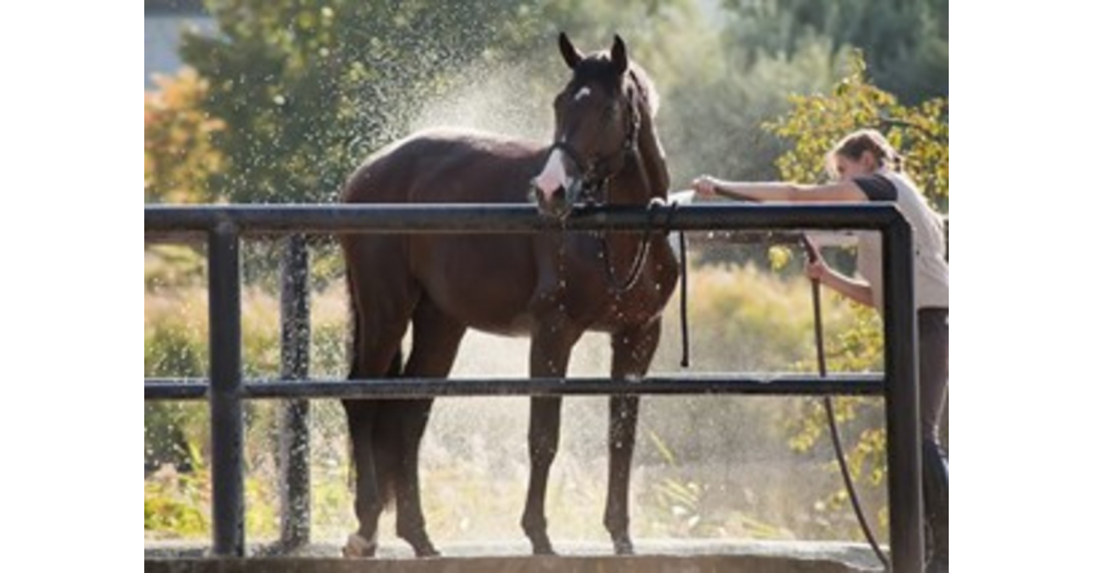 Manejo del caballo durante el verano