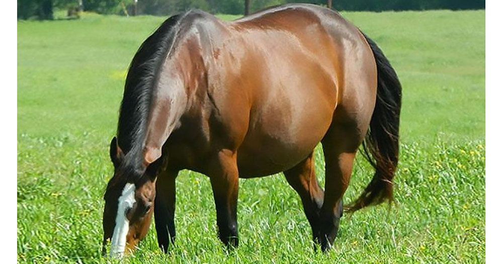 Algunas señales que indican que tu yegua está a punto de parir